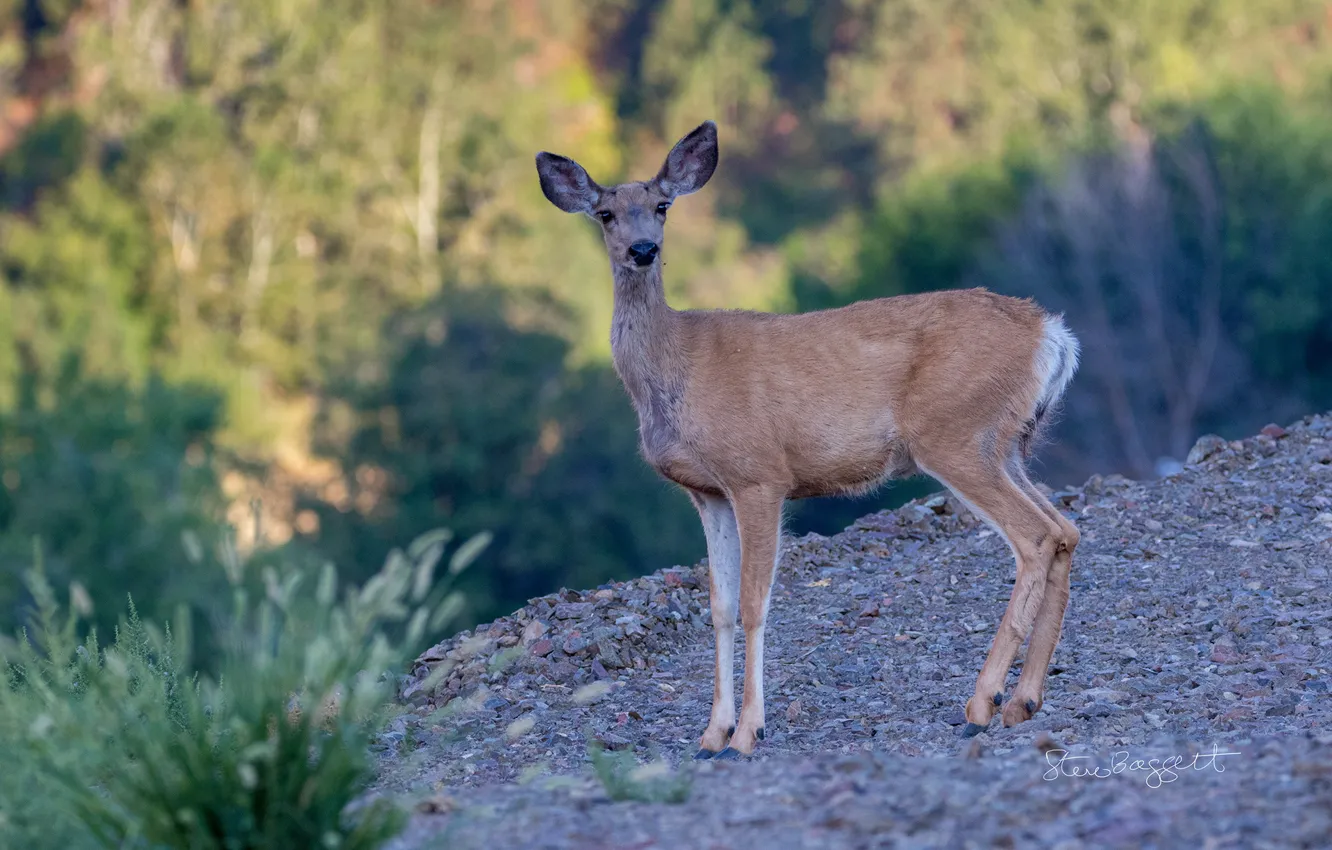 Photo wallpaper look, slope, trees, Oh Deer, stones