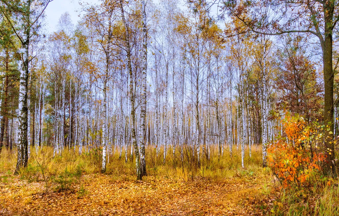 Photo wallpaper autumn, forest, trees, foliage, falling leaves, birch, grove, the bushes
