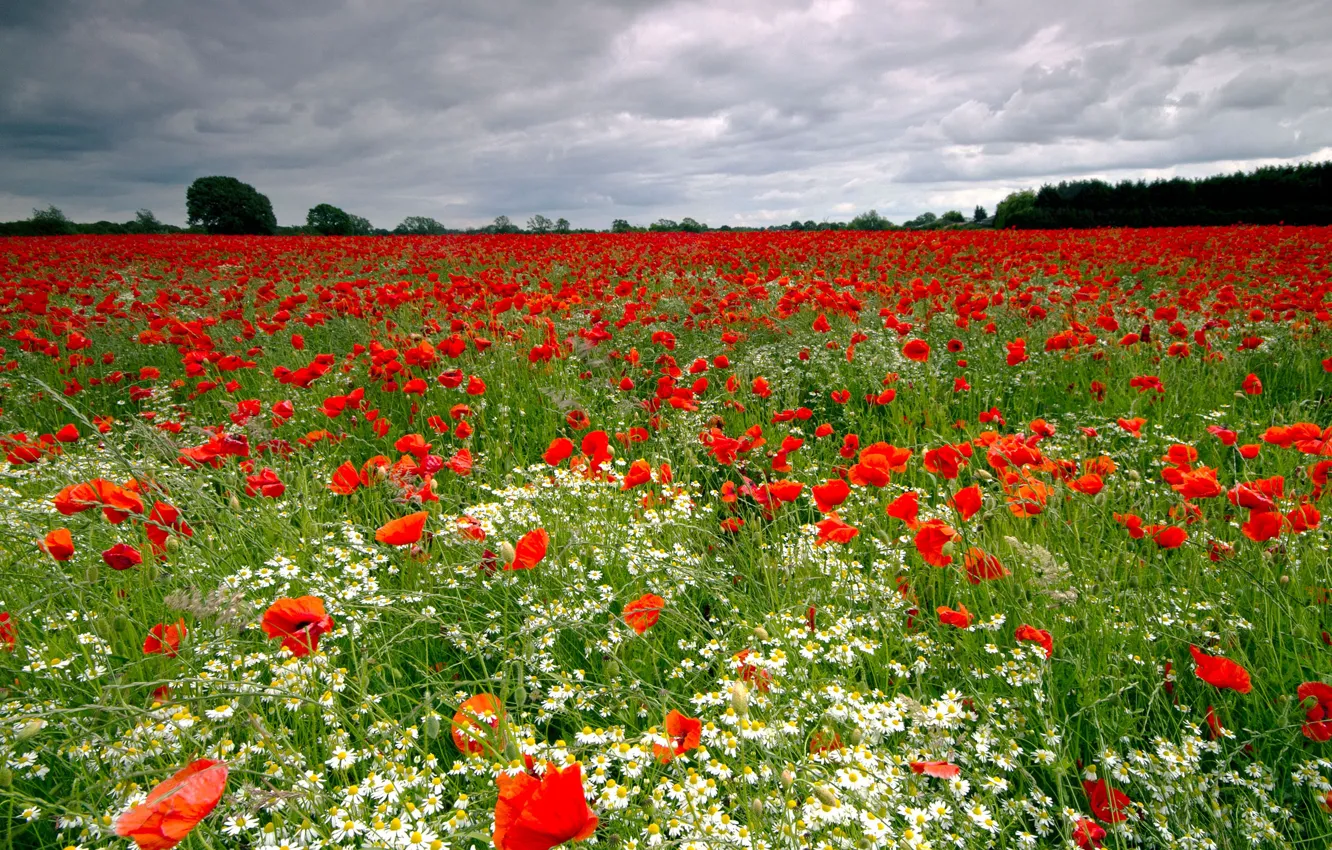 Photo wallpaper greens, field, forest, summer, clouds, landscape, flowers, red