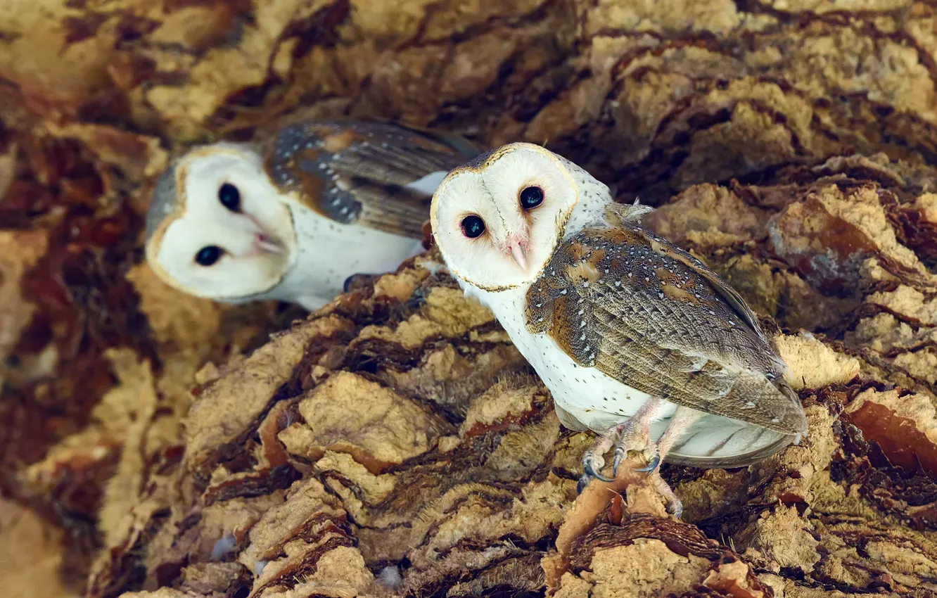 Photo wallpaper look, owl, bird, the barn owl, two owls