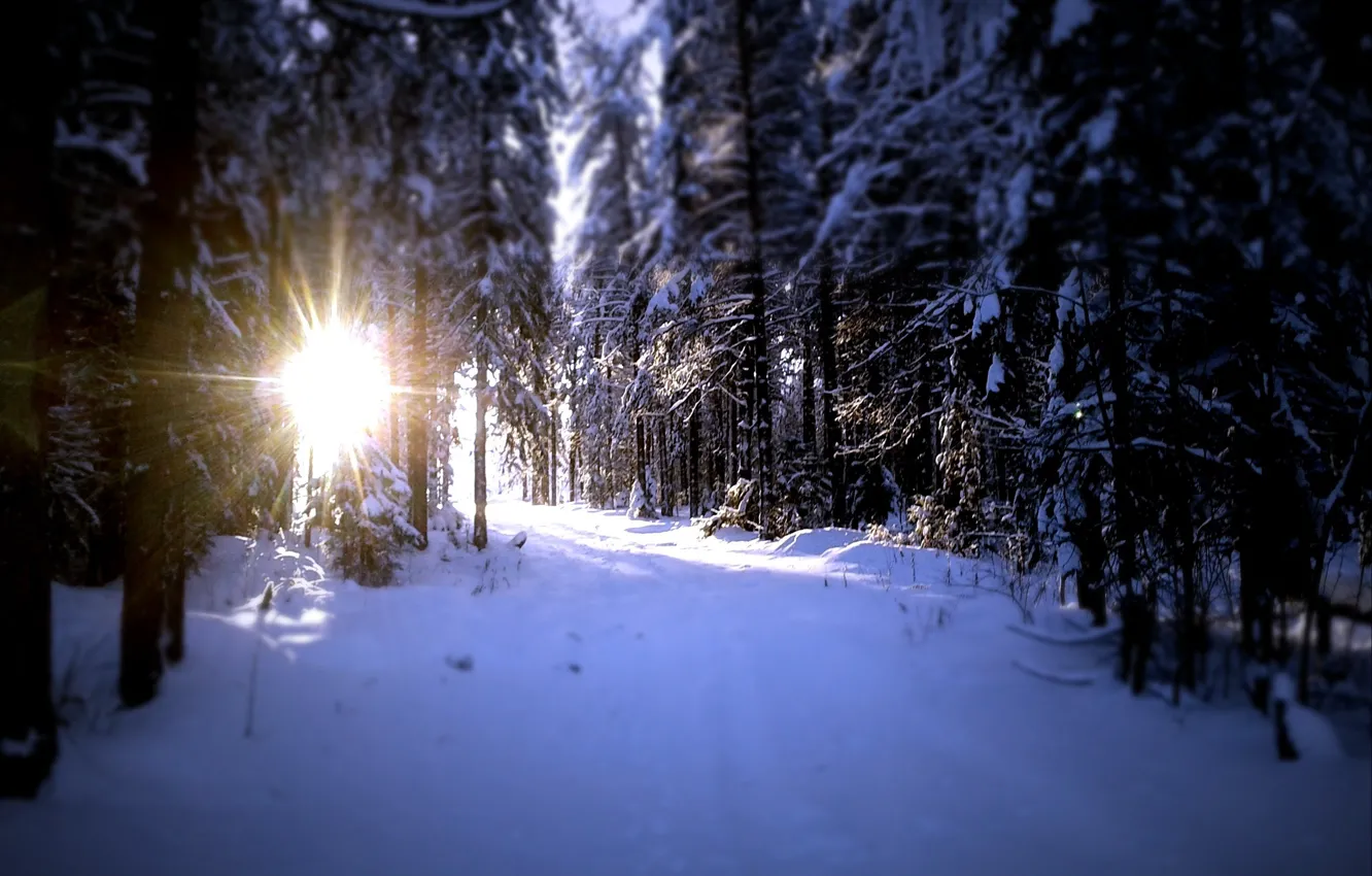 Photo wallpaper the sun, snow, trees, traces, nature, ideal, blur, ate