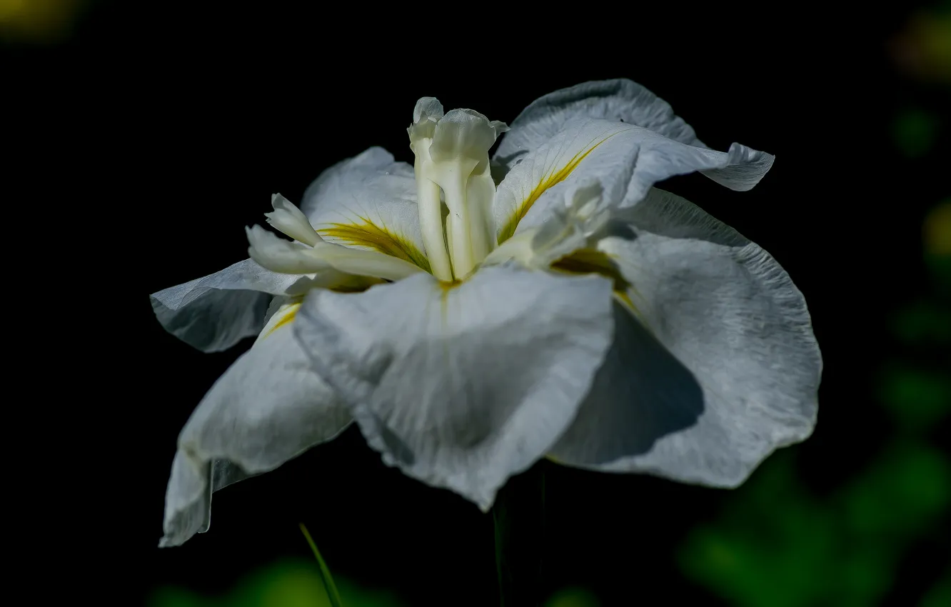 Photo wallpaper macro, flowers, nature, Japanese iris