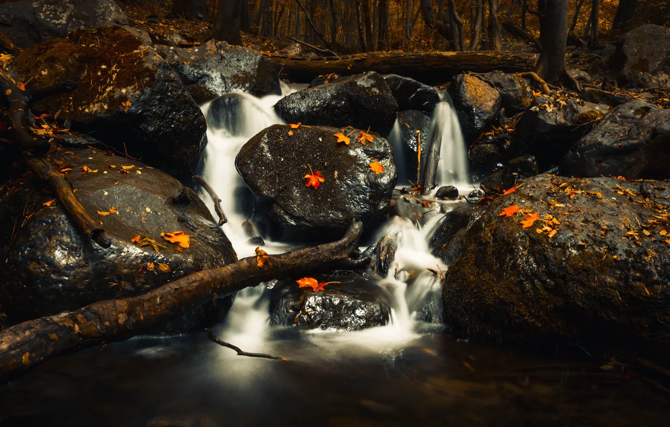 Photo wallpaper autumn, forest, leaves, water, trees, nature, stones, shore