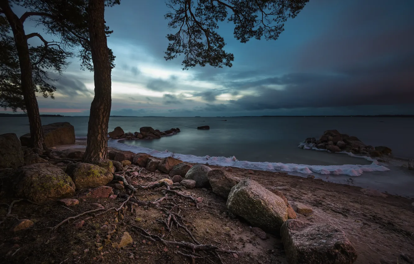 Photo wallpaper sea, trees, roots, stones, coast, Bay, pine, Finland