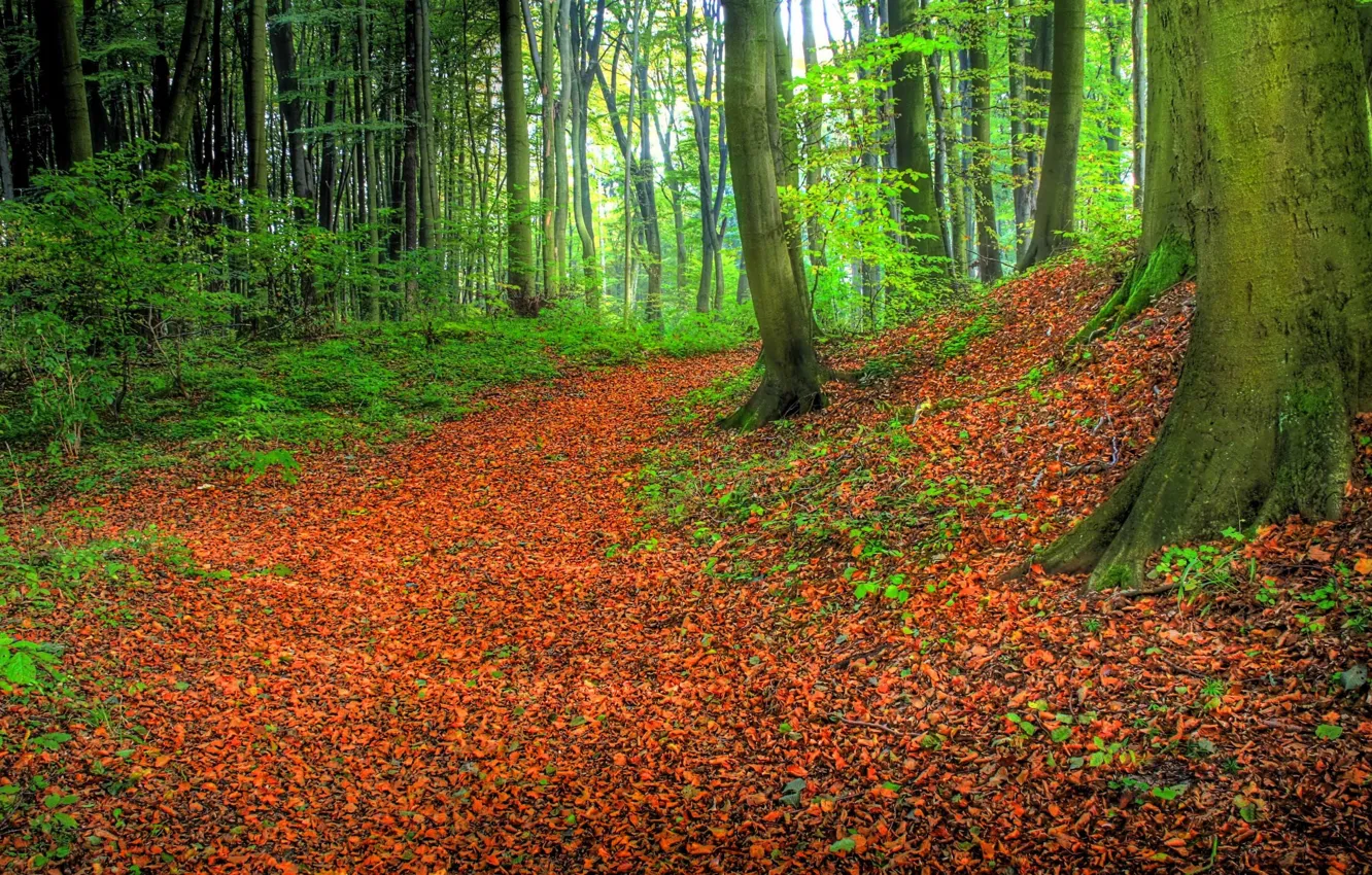 Photo wallpaper green, grass, forest, road, trees, nature, Autumn, leaves