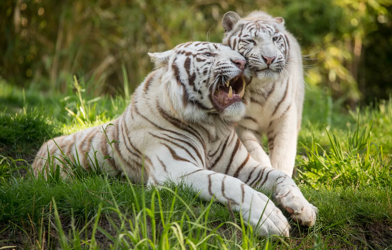 Photo wallpaper cat, grass, pair, grin, white tiger