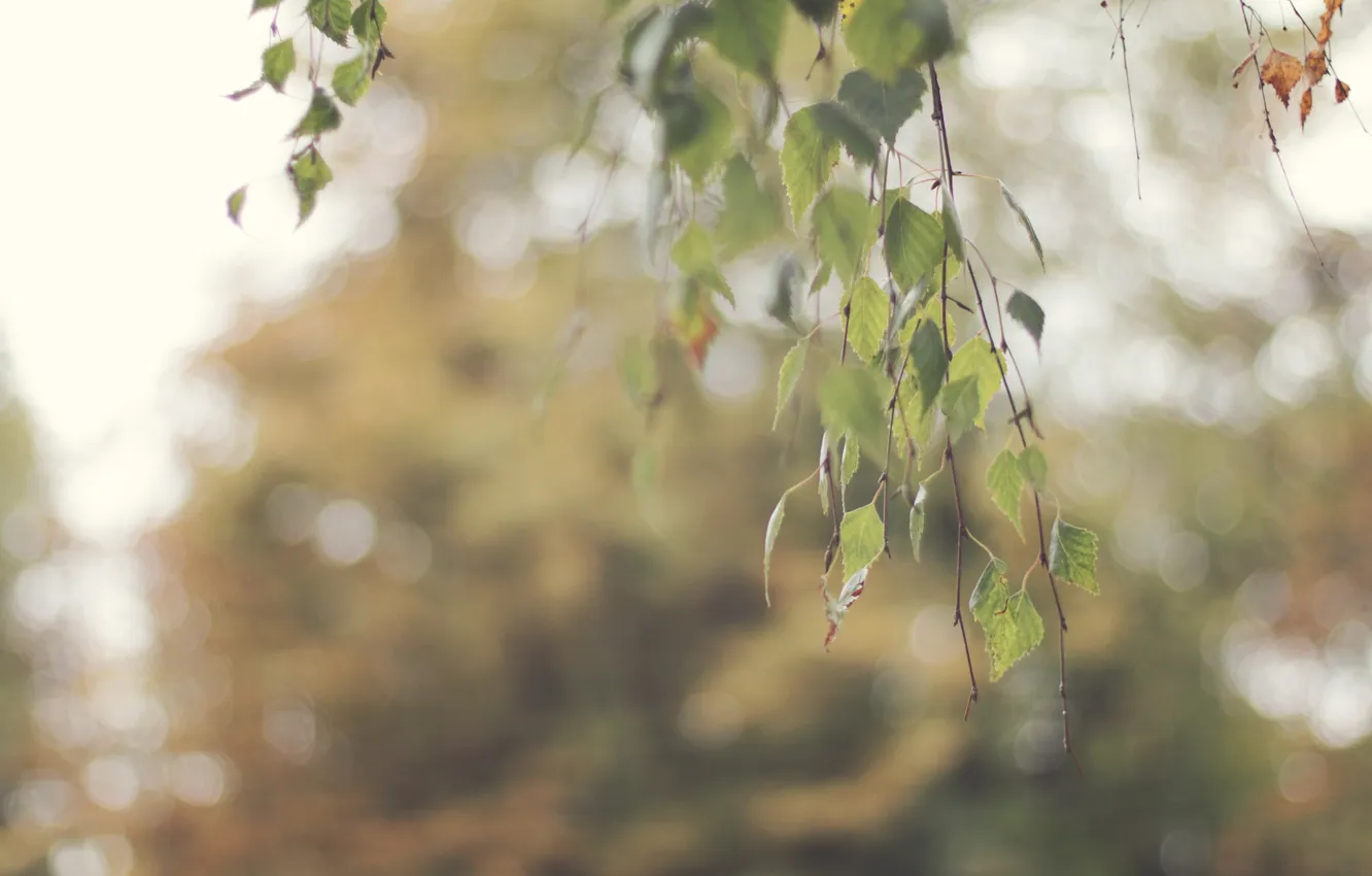 Photo wallpaper leaves, birch, bokeh