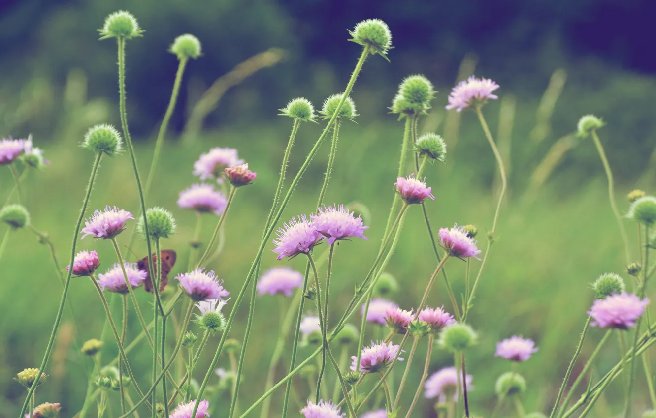 Photo wallpaper forest, flowers, stem, buds