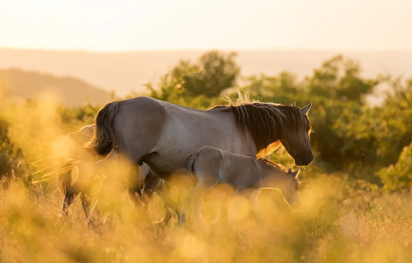 Photo wallpaper nature, background, pony