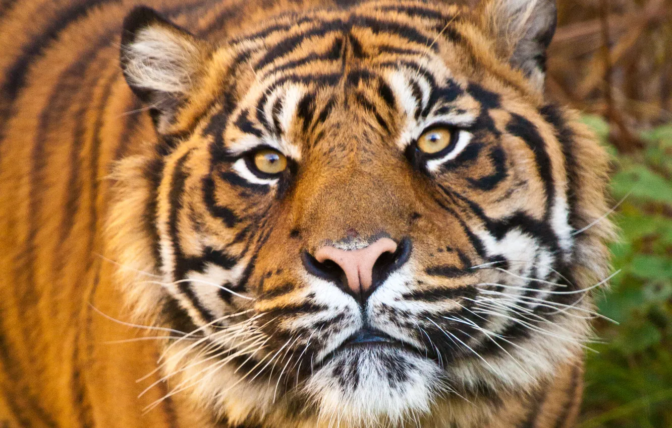 Photo wallpaper cat, face, tiger, predator