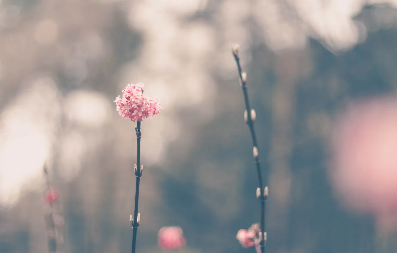 Photo wallpaper branches, petals, pink
