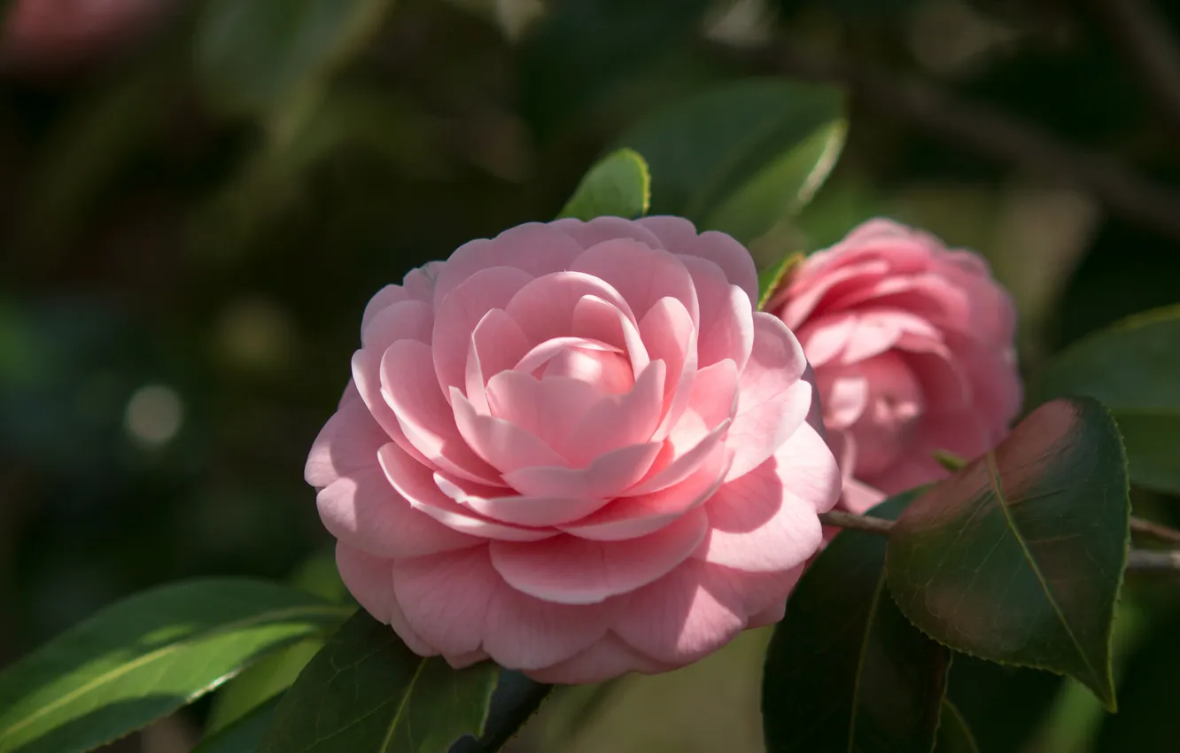 Photo wallpaper leaves, flowers, branches, tenderness, pink, flowering, Camellia