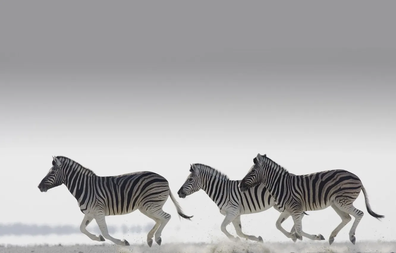 Photo wallpaper light, running, Zebra, grey background, the herd