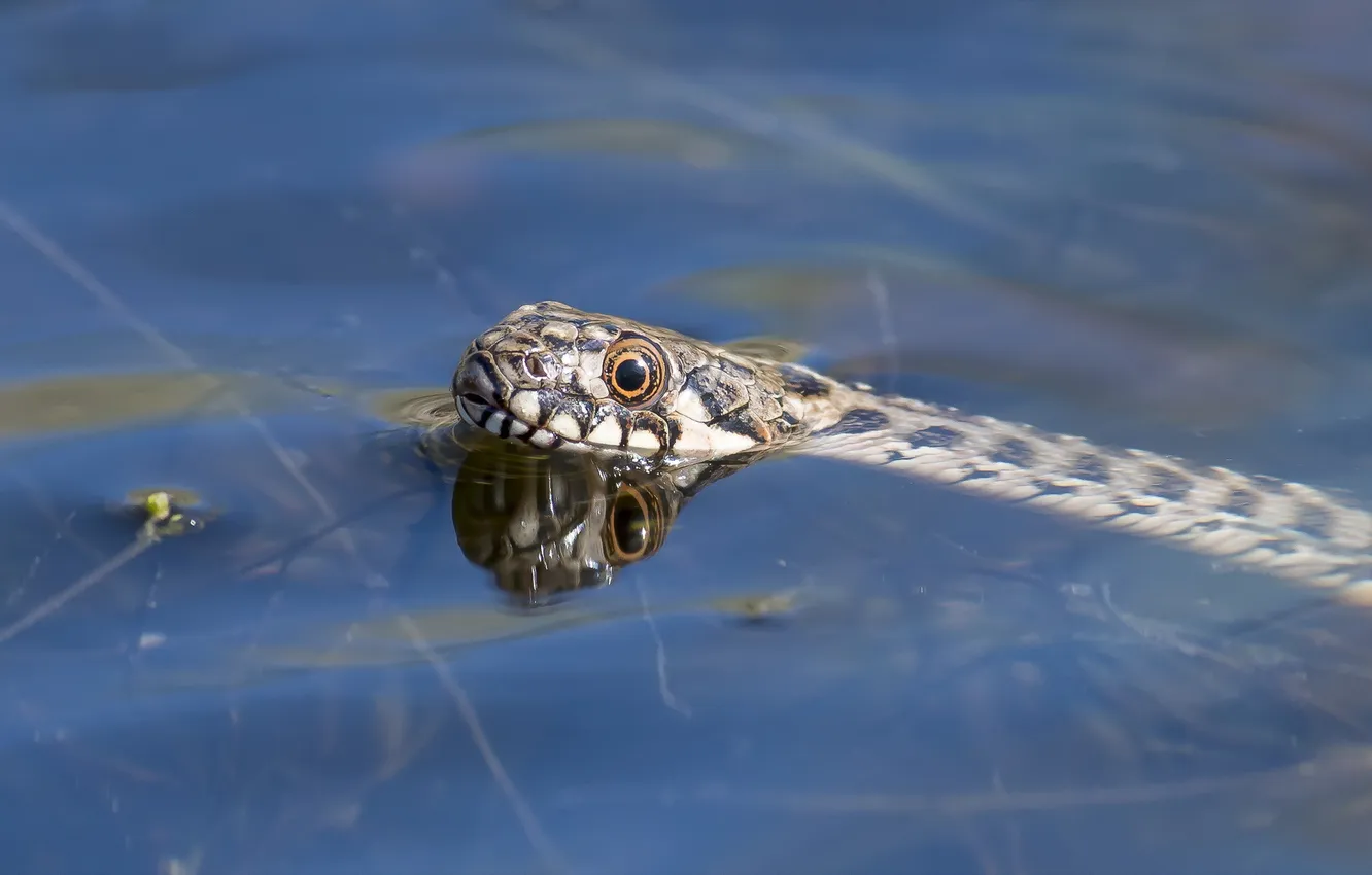 Photo wallpaper water, nature, snake