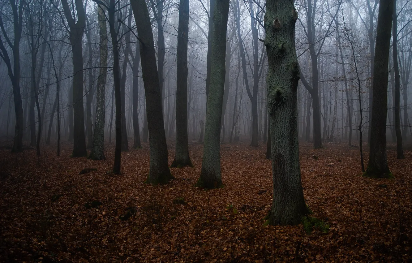 Photo wallpaper forest, trees, nature, fog, Gerlinde Dumke