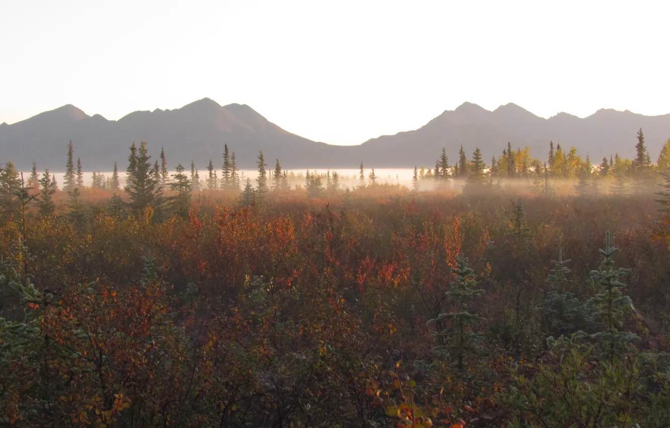 Photo wallpaper forest, mountains, nature, fog