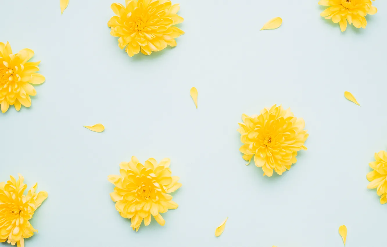 Photo wallpaper flowers, yellow, petals, Chrysanthemum