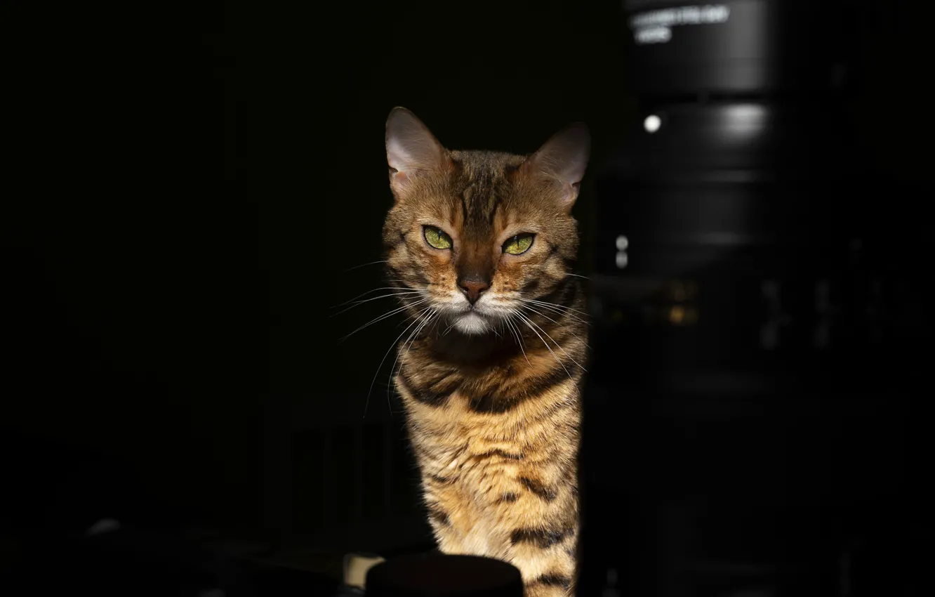 Photo wallpaper cat, cat, look, face, light, darkness, table, portrait
