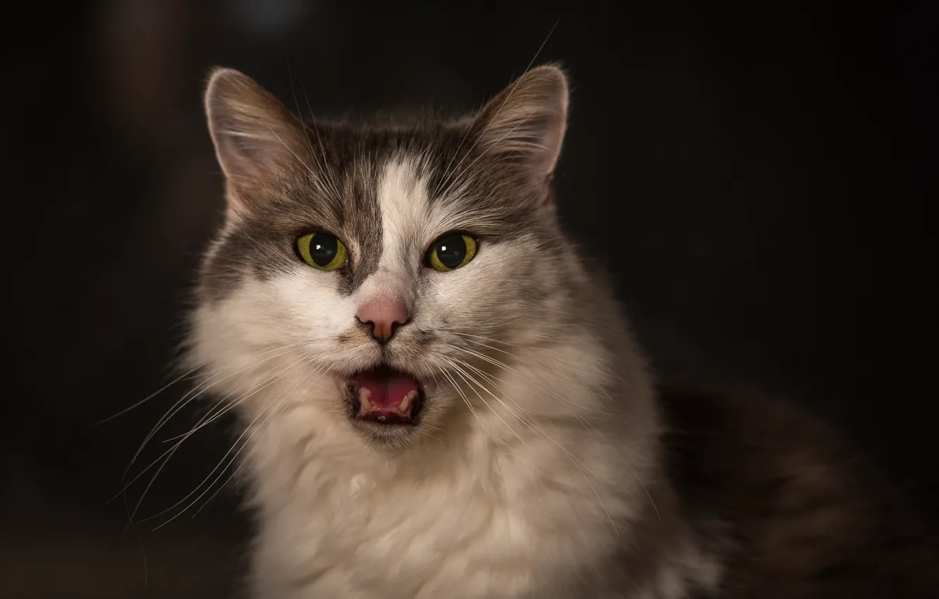 Photo wallpaper cat, cat, look, portrait, muzzle, the dark background, cat