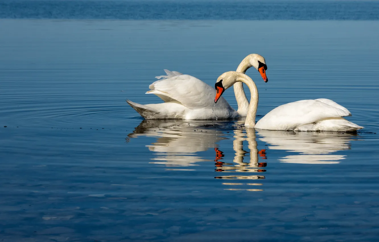 Photo wallpaper pose, reflection, bird, two, pair, white, Duo, swans