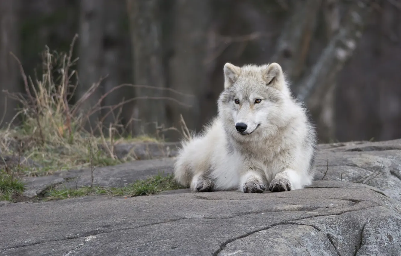 Photo wallpaper Predator, nature, snow, face, animal, wolf, canis lupus, wildlife