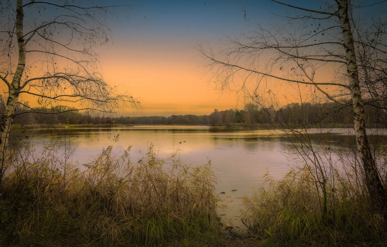 Photo wallpaper autumn, grass, lake, shore, birch
