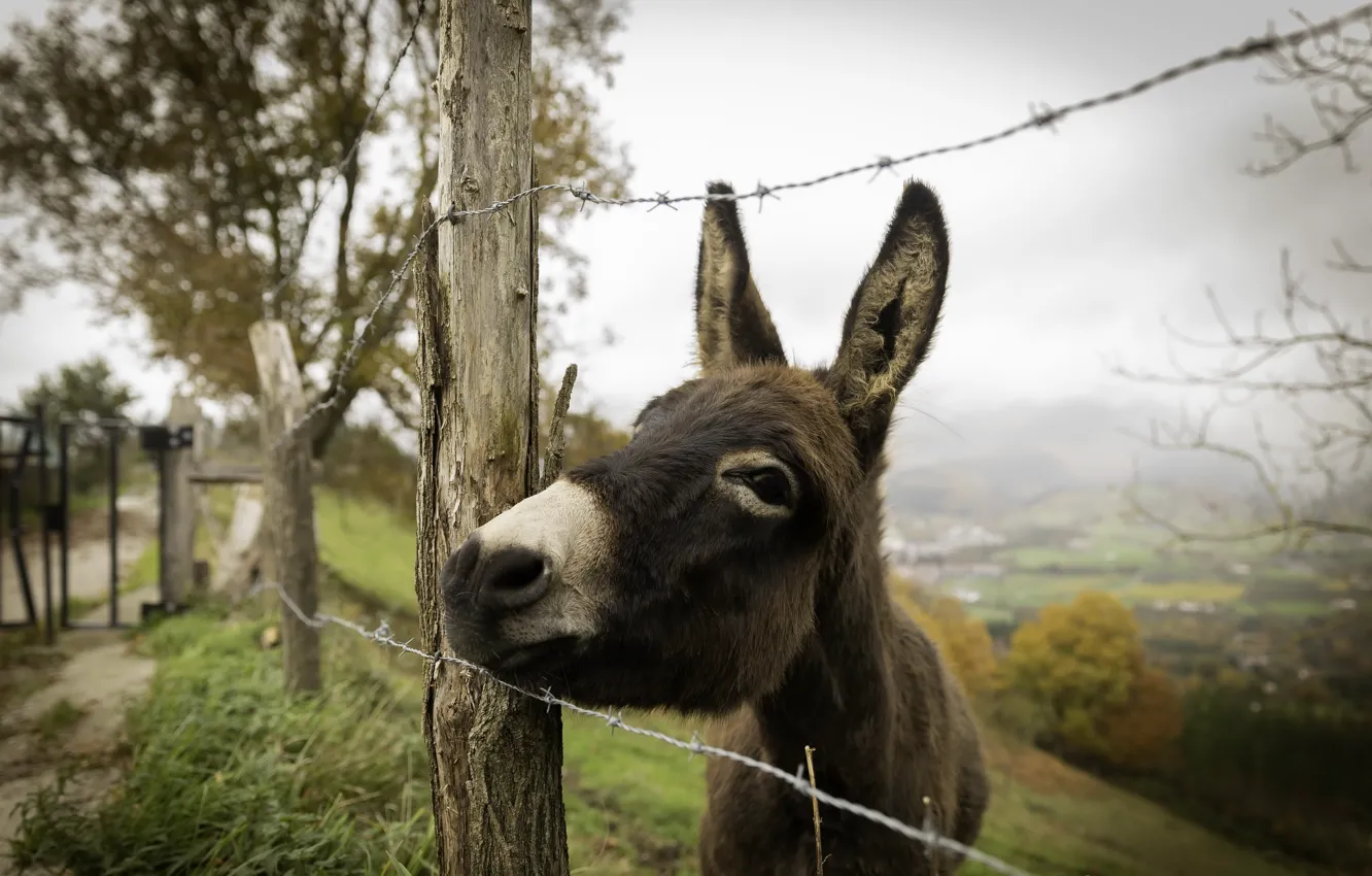 Photo wallpaper background, the fence, donkeys