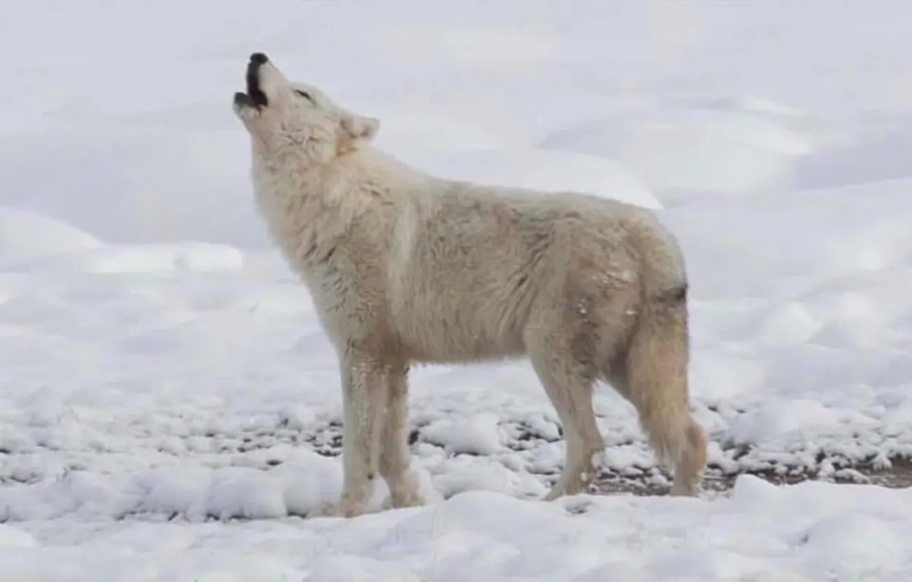 Photo wallpaper Predator, wolf, portrait, portrait., Canis lupus. face