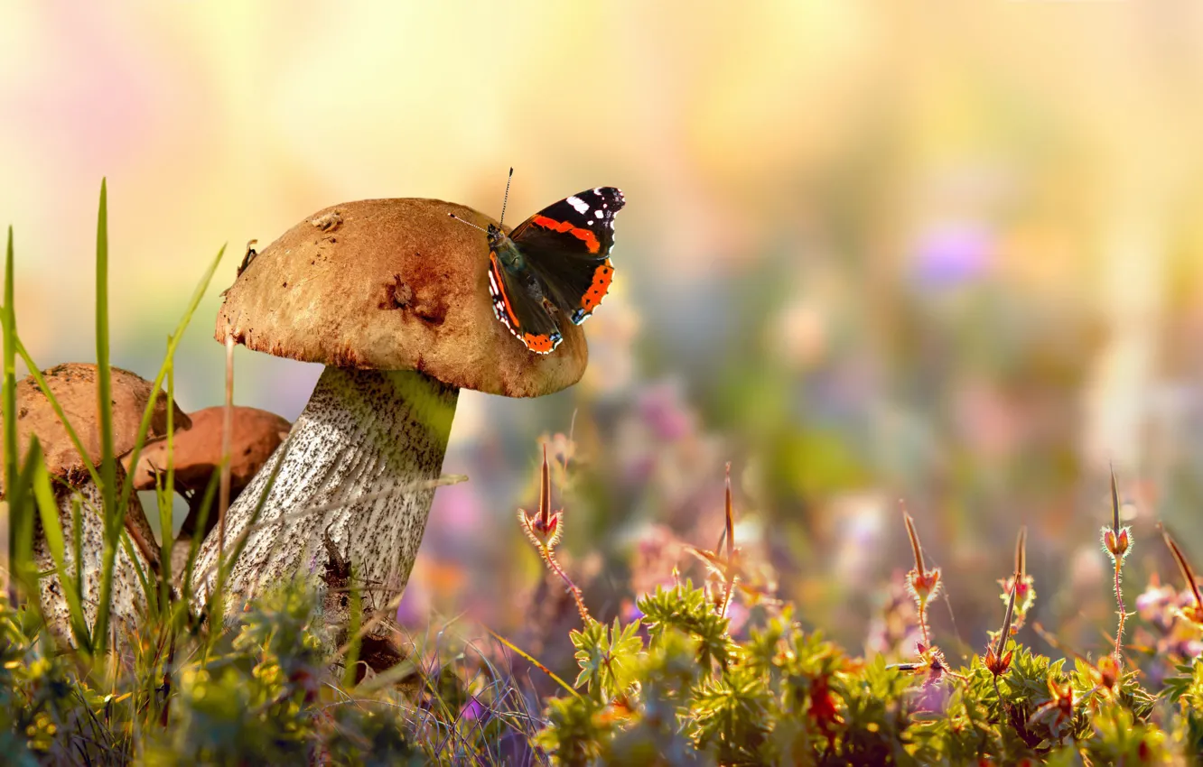 Photo wallpaper nature, mushrooms, morning