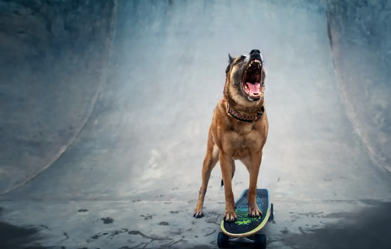 Photo wallpaper each, dog, skateboard