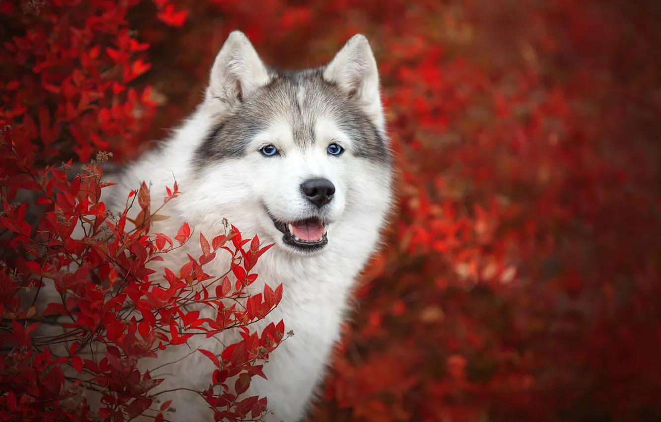 Photo wallpaper autumn, look, face, branches, dog, bokeh, Husky, Svetlana Pisareva