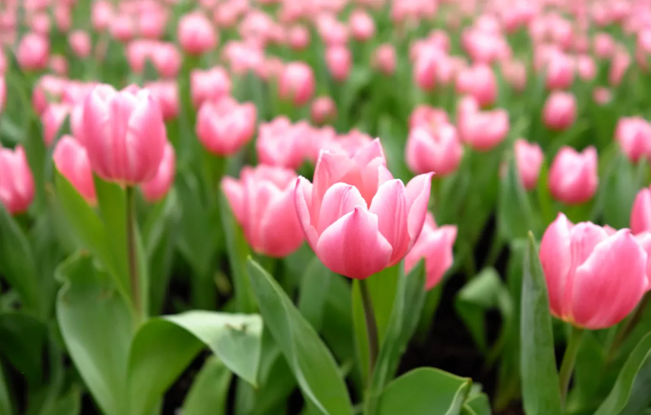 Photo wallpaper tenderness, petals, tulips, flowering