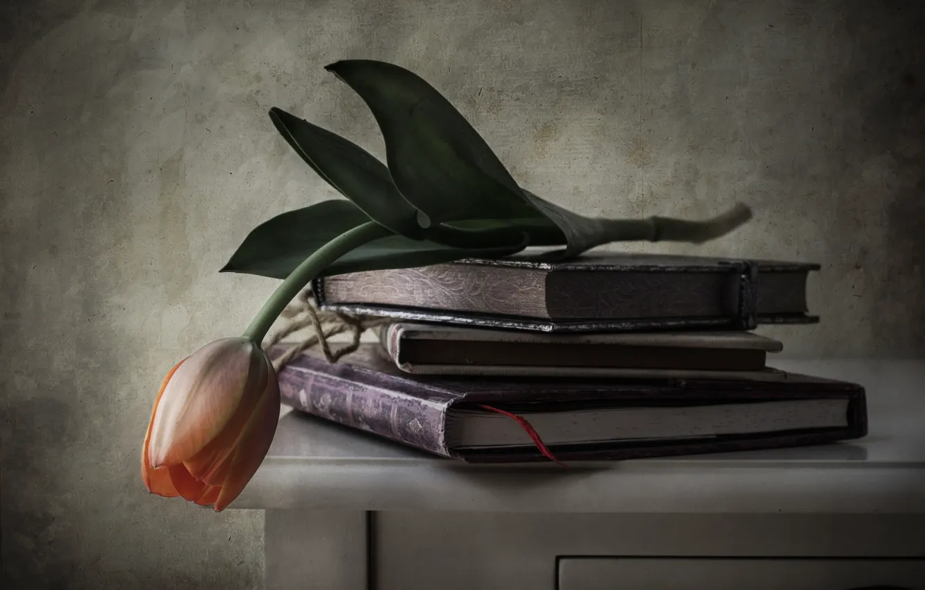 Photo wallpaper flower, style, books, Tulip