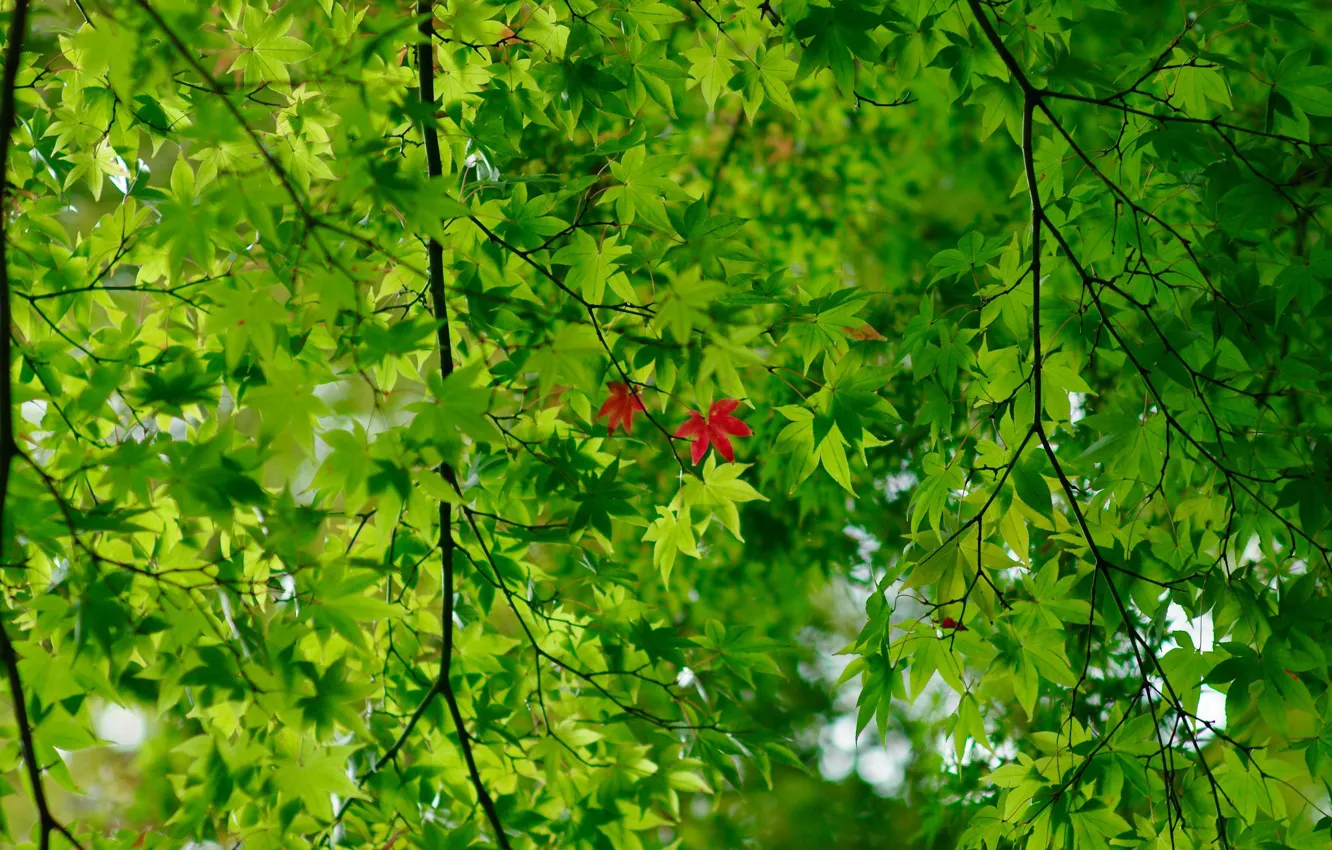 Photo wallpaper greens, branches, red leaves, Green leaves
