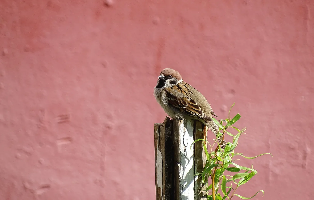 Photo wallpaper spring, Sparrow, bird
