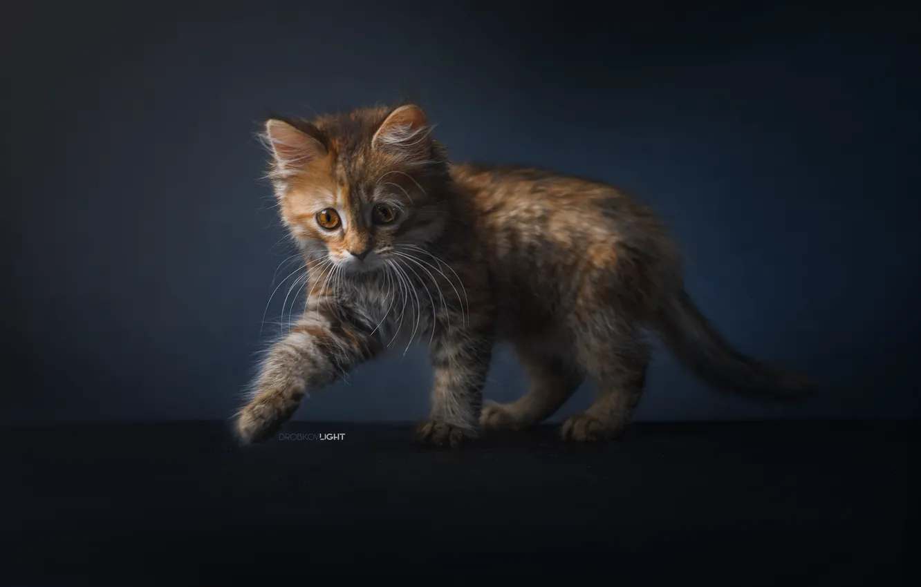 Photo wallpaper background, kitty, cat, Alexander Drobkov-Light