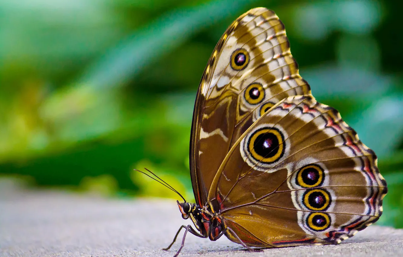 Photo wallpaper butterfly, eyes, sitting, the underside, morpho, brown