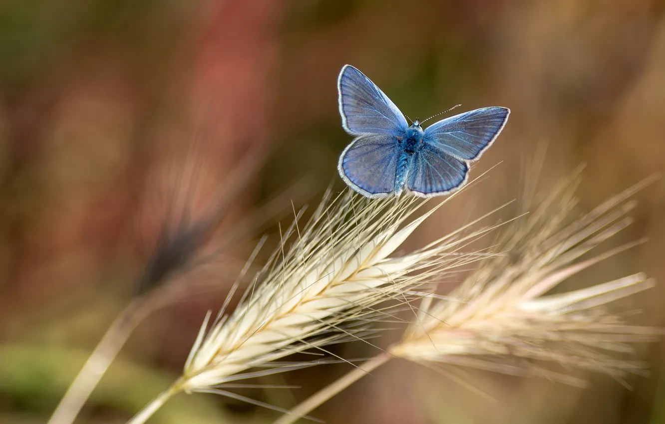 Photo wallpaper background, butterfly, spikelets