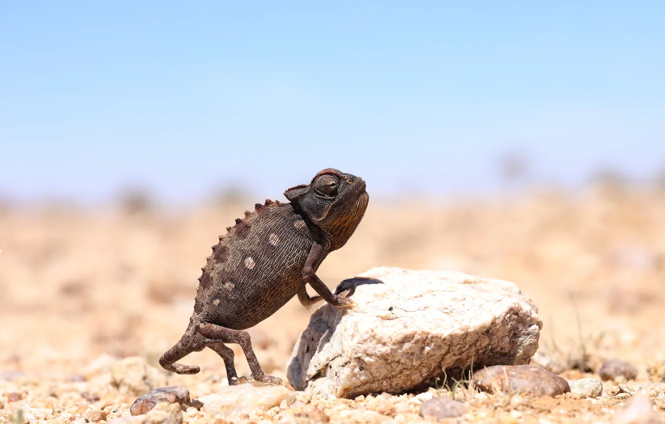Photo wallpaper chameleon, stones, lizard, Africa, Namibia