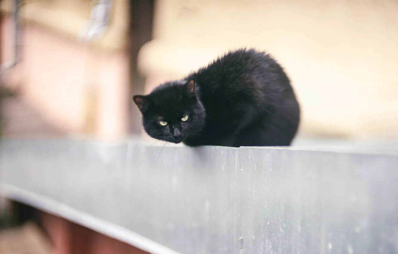 Photo wallpaper cat, cat, black, the fence