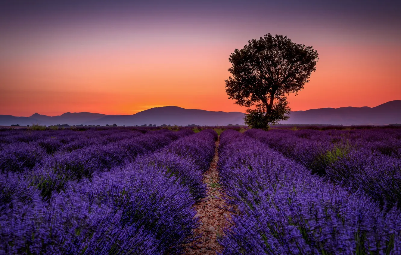 Photo wallpaper field, summer, the sky, trees, sunset, flowers, mountains, strip