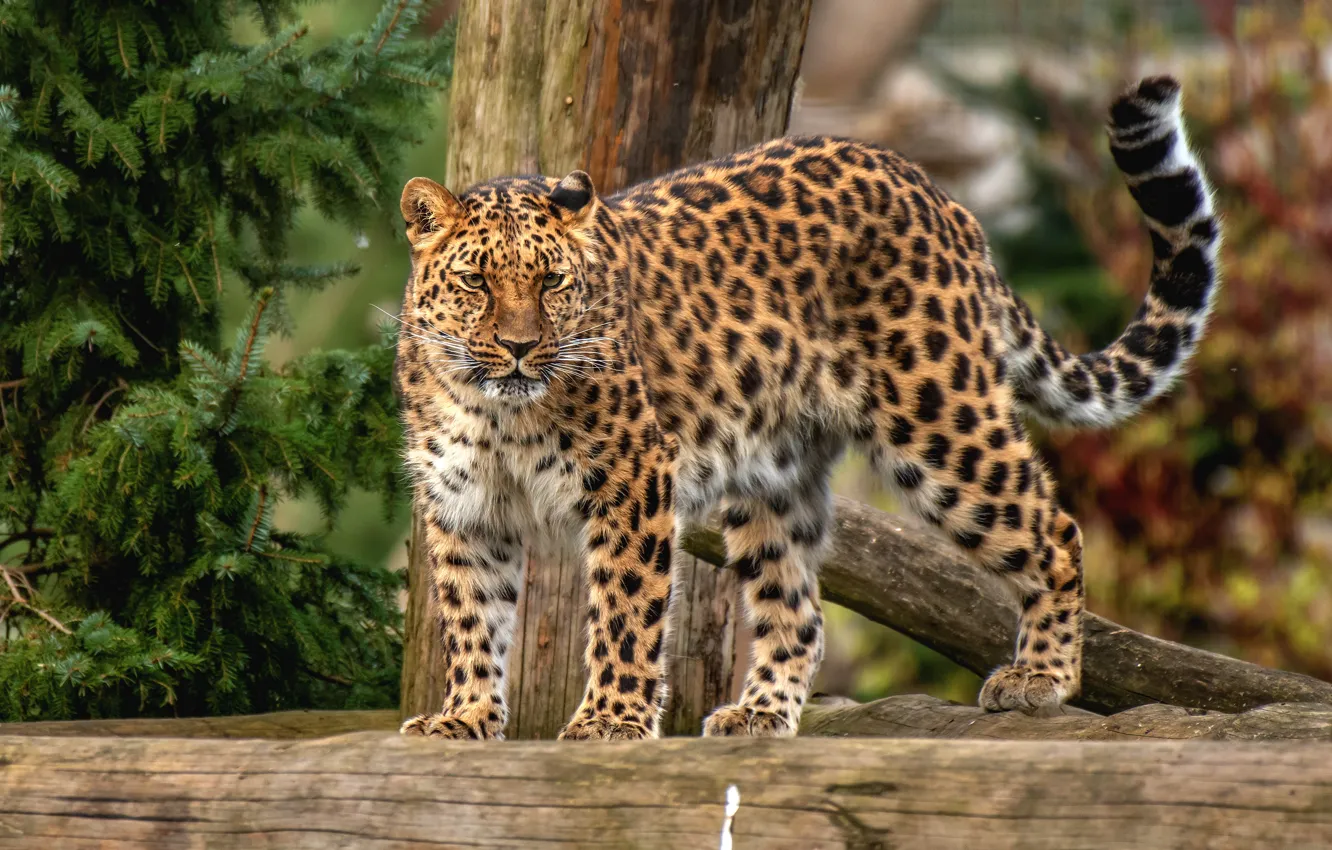 Photo wallpaper look, nature, spruce, leopard, walk, log, needles, wild cat