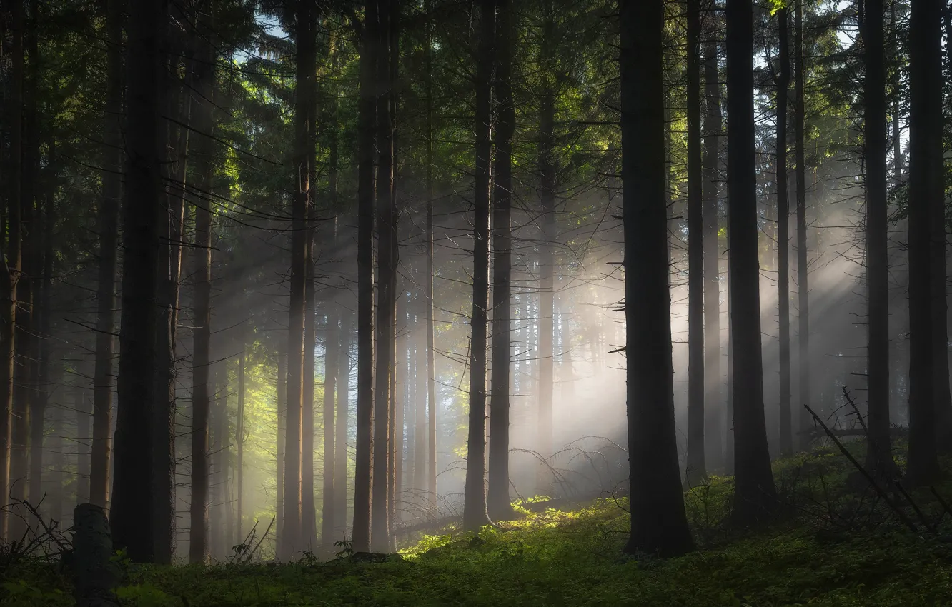 Photo wallpaper forest, trees, fog, morning, trunk, pine