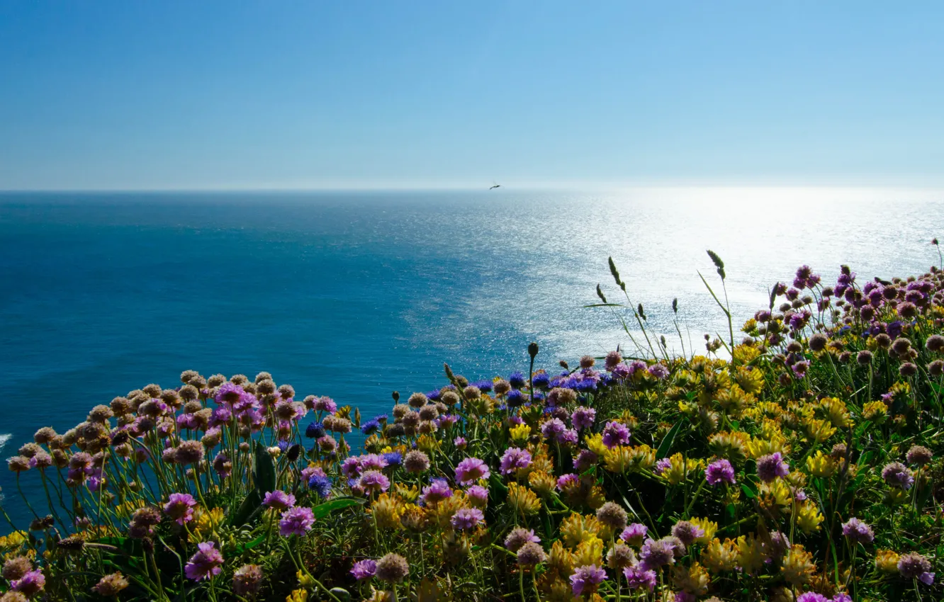 Photo wallpaper sea, flowers, coast, England, England, Wales, Wales, The Irish sea