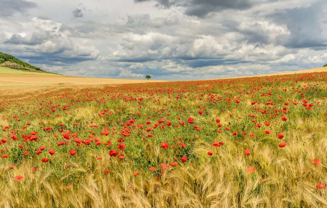 Photo wallpaper field, summer, Maki