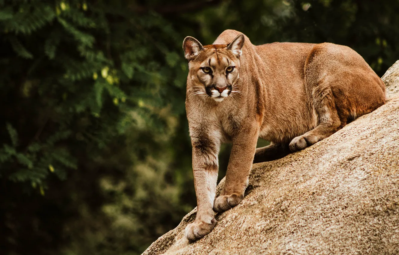Photo wallpaper nature, pose, sitting, Puma