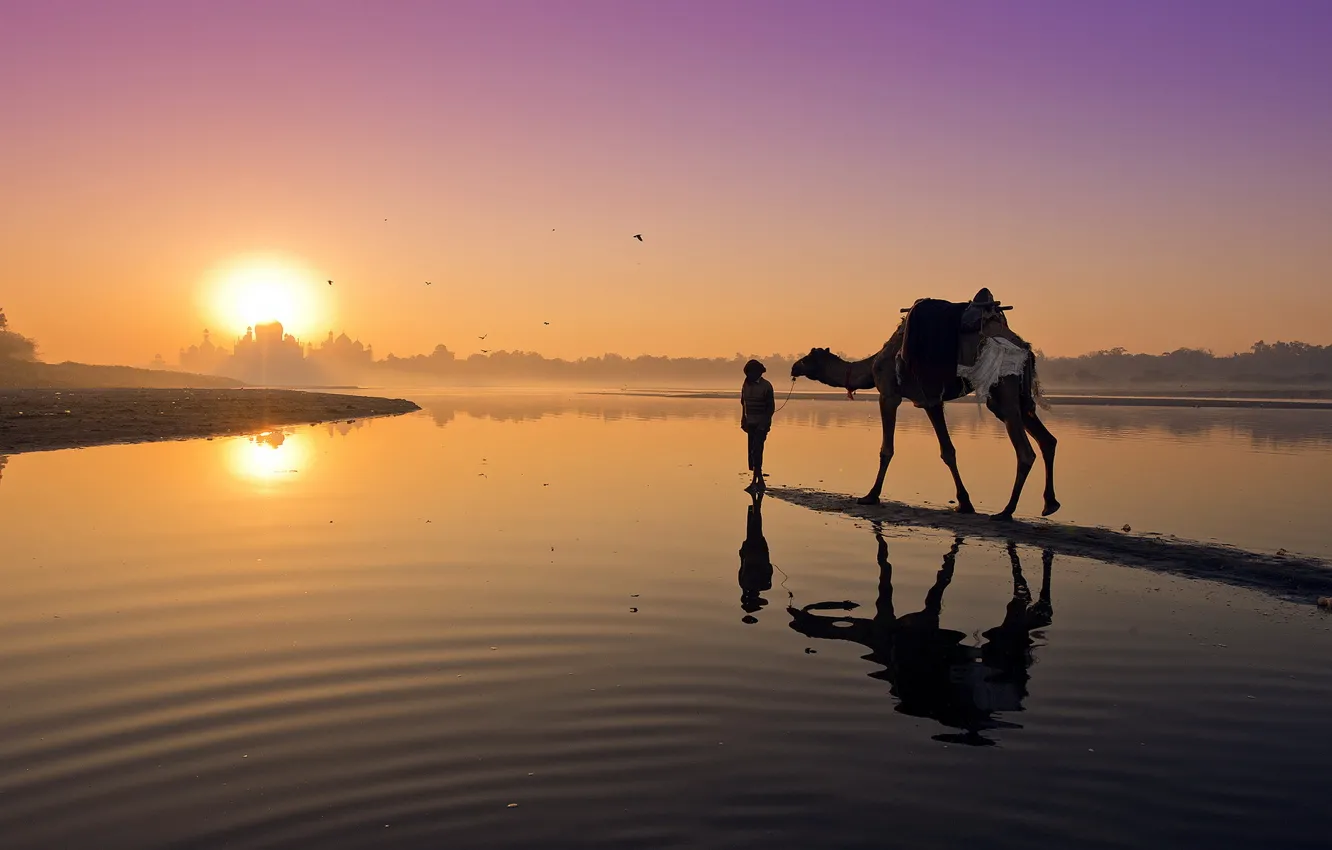 Photo wallpaper landscape, sunset, river, camel