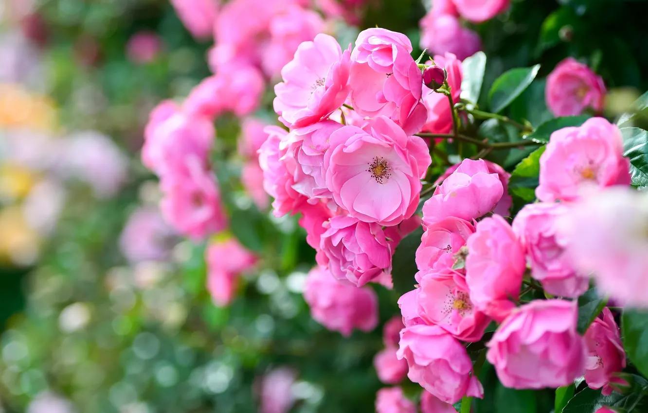 Photo wallpaper flowers, branches, roses, garden, pink, bokeh, rosette, rose Bush