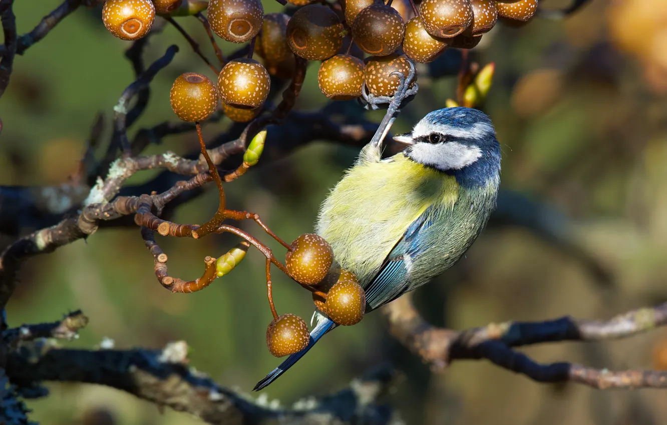 Photo wallpaper light, branches, berries, bird, fruit, tit