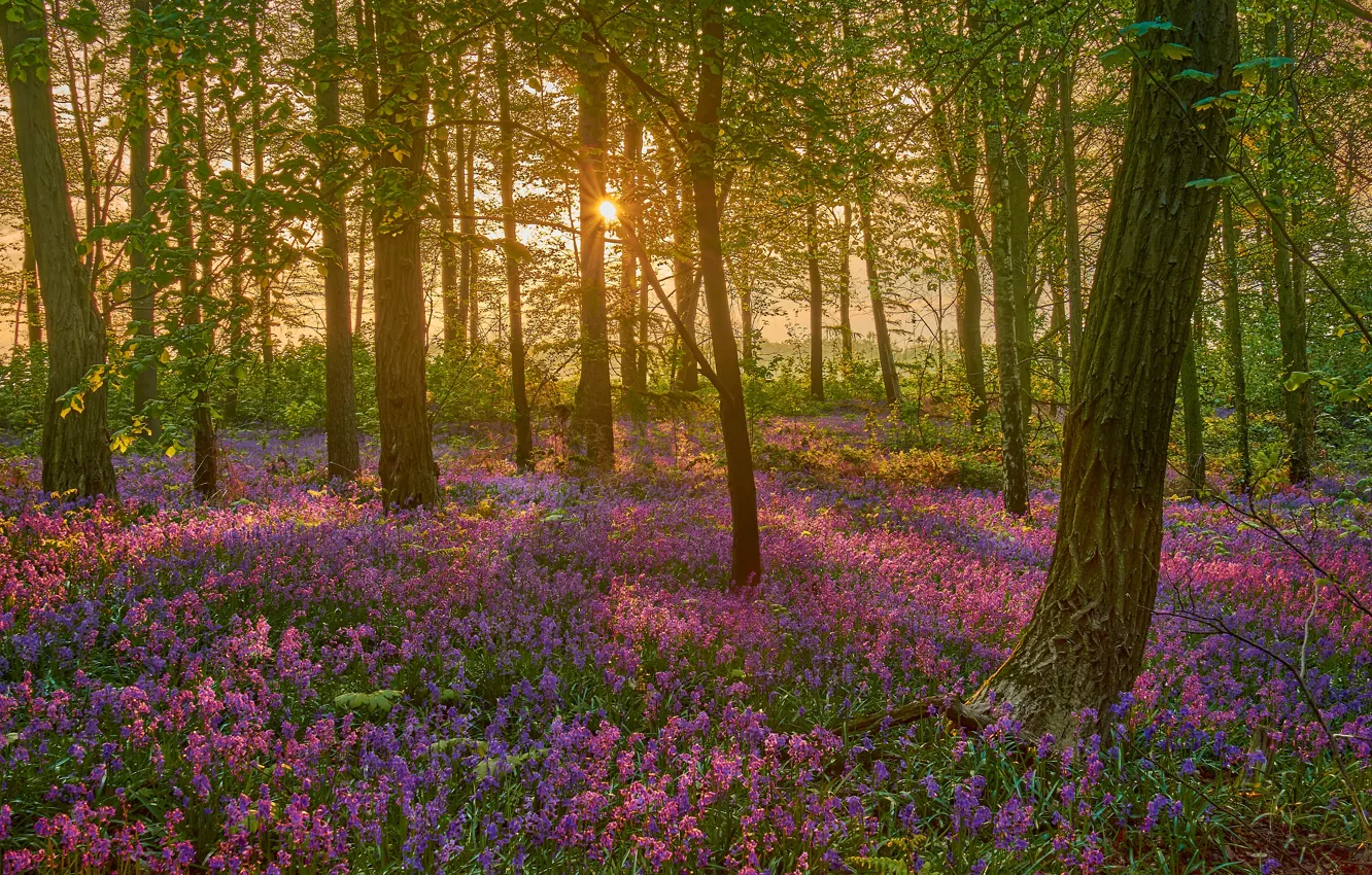 Photo wallpaper forest, the sun, light, trees, flowers, branches, glade, foliage